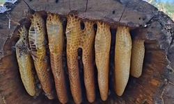 Bingöl'de Yüksek Rakımlı Dağlarda Geleneksel Kütük Balı Hasadı Başladı