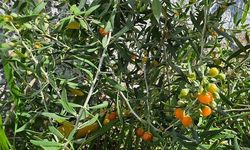Bitlis'te İlk Kez Ekilen Goji Berry Meyvesi Verimle Dallarını Süsledi