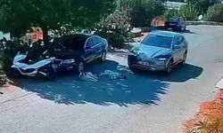 Bodrum'da otomobil yolda yatan iki köpeğin üzerinden geçti