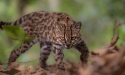 Bolivya'nın Yungas Ormanlarında Yeni Kedi Türü Tanımlandı