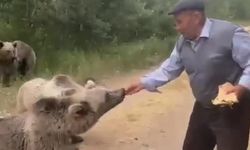 Boz ayılar insan eliyle besleniyor