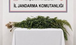 Boztepe'de ikametlerde yapılan aramalarda 30 kök uyuşturucu ele geçirildi