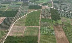 Bursa İznik'te Müşküle Üzümü Hasadı Başladı, Fiyatlar Tarlada 35 TL Markette 100 TL'ye Çıkıyor