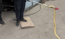 Çankırı'da Dükkana Giren Yılan İtfaiye Tarafından Yakalandı