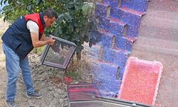 Denizli Honaz'da 500 Bin Steril Erkek Akdeniz Meyve Sineği Salındı