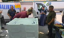 Düzce'de Palamut Avı Başladı: Balık Tezgahlarında Yoğun İlgi