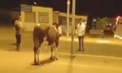 Edirne Enez'de Sahibinden Kaçan Dana Zor Anlar Yaşattı