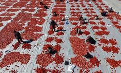 Elazığ'da 40 Bin Ton Domates Güneşte Kurutularak Yurtdışına İhraç Ediliyor