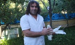 Erzurumlu şoförün 6 Şebap güvercininin toplam değeri 700 bin TL'yi buluyor
