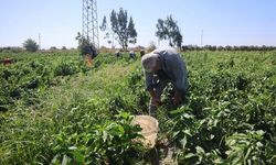 Hatay Amik Ovası'nda 50 Derecelik Sıcakta Kapya Biber Hasadı Devam Ediyor
