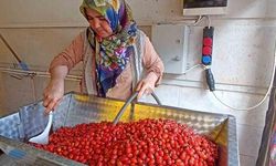 Havza'da Kuşburnu Marmeladı Hazırlığı Mekanik Sistemle Hızlandı