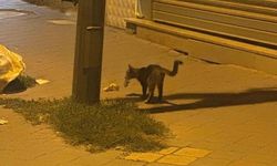 Iğdır'da kediyle farenin 20 dakikalık oyunu kameraya yansıdı