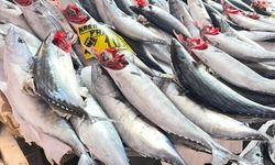 İzmir'de Palamut Tanesi 100 TL'den Satılıyor, Kırmızı Etin Alternatifi Oluyor