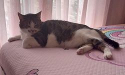 Kahraman kedi Mucize, evini hırsızlardan korudu