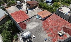 Kapya Biberin Zorlu Hasadı ve Kurutma Süreci Hatay'da Devam Ediyor