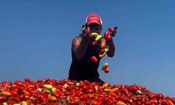 Karacabey'de Çeltik Suyu Domates Veriminde 7 Tonluk Azalmaya Neden Oldu
