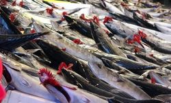 Karadeniz'de Palamut Avı Sezonu Bereketli Başladı, 1300 Ton Balık Karaya Çıkarıldı
