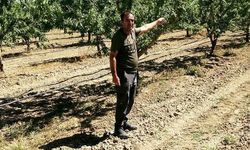 Kayseri'de Badem Üretiminde 10 Tonluk Rekolte Beklentisi