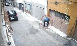 Kediler için bırakılan mama ve su kapları çöpe atıldı