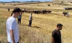 Kırşehir'de Devrilen Tırda 4 Büyükbaş Hayvan Telef Oldu