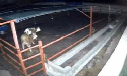 Kırşehir'de mandıraya giren kurtlar hayvanlara saldırdı