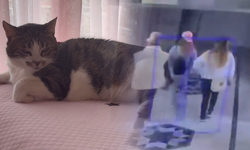 Küçükçekmece'de 8 Yıllık Kedi 'Mucize' Hırsızlık Girişimini Engelledi