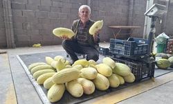 Kütahya Göncek Kavunu Tezgahlarda Kilogramı 40 Liradan Satılıyor