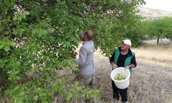 Malatya Akçadağ'da 1800 Rakımda Yetişen Bal Armutu Hasadı Başladı