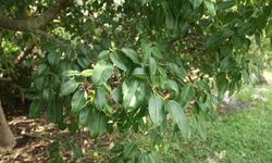 Manchineel Ağacı: Dünyanın En Tehlikeli Ağacının Sağlık Riskleri