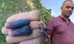 Manisa Sarıgöl'de Sweet Sapphire Üzümünde Talep Patlaması
