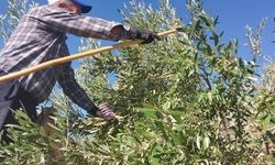 Mersin Mut'ta zeytin hasadı başladı, fiyatlar elek gözüne göre 10-60 TL arasında değişiyor