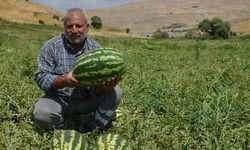 Muş'ta Karpuz Üretimi 230 Bin Tonla Rekora Koşuyor