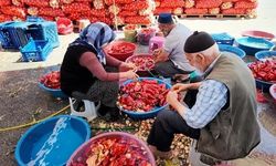 Niğde'de Kışlık Salça Hazırlığı Başladı: Vatandaşlar Domates ve Biber Alımına Yöneldi