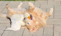 Ördek ve Köpeğin Sıcacık Dostluğu Görenleri Güldürüyor