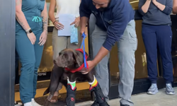 Polis köpeği Bruno veterinerden alkışlarla uğurlandı