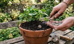 Saksı toprağına bakır para koymak bitki sağlığını destekliyor