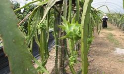 Samsun'da Ejder Meyvesi Üretimi Başladı: Yıllık 2 Ton Hedefleniyor