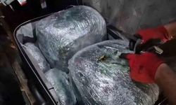 Şanlıurfa'da yolcu otobüsünde 17,3 kilo skunk ele geçirildi