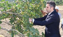 Selendi fıstığında hasat dönemi başladı, coğrafi işaret başvurusu yapıldı