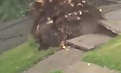 Şiddetli Rüzgar Ağacı Kökünden Söktü