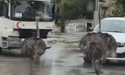 Şile'de Deve Kuşu Trafikte Kaosa Yol Açtı