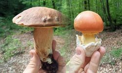 Sinop'ta Yağışlar Mantar Sezonunu Canlandırdı