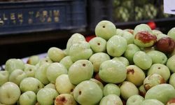 Sivas'ta Hünnap Meyvesi Kilosu 150 Liraya Satılıyor