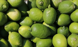 TİGEM 1010 Ton Interdonato Limonu Açık Artırmayla Satacak