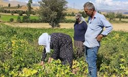 Tufanbeyli'de Beyaz Kuru Fasulye Hasadı Başladı