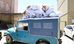 Türkiye'de Günlük 6 Milyon Ekmek İsrafı Hayvan Yemine Dönüşüyor