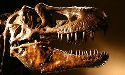 Tyrannosaurus rex'in İnsanlara Yakın Sıcakkanlılık Özelliği Ortaya Çıktı