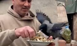 4 Yıldır Beslediği Kargasına Elinden Balık Verdi