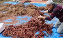Adana'da aşılanan sumak ağaçları ekonomik değer kazandı, kilosu 900 TL'ye satılıyor