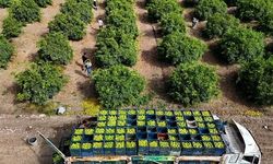 Adana'da mandalina hasadı başladı, kilogram fiyatı 8-10 lira arasında